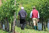 Spaziergang durch die Weingärten